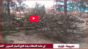 هكذا تقطع الشجرة بمدريسة ولاية تيارت لانجاز “طريق” لا لزمة له